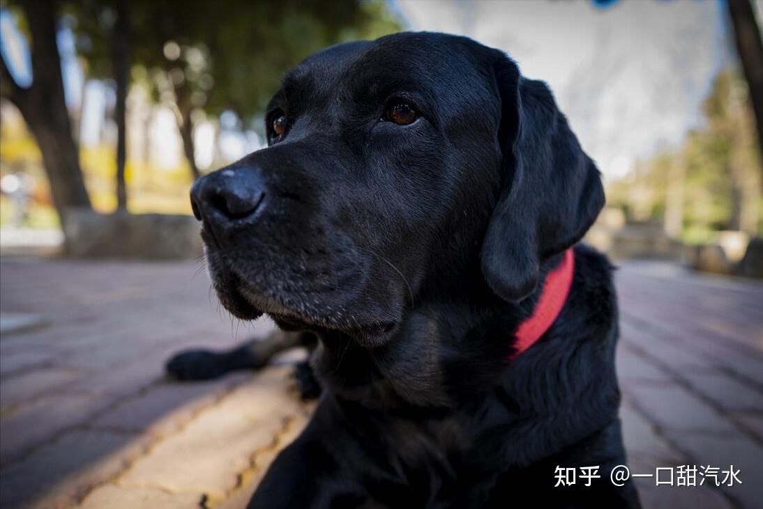 拉布拉多犬太瘦怎么办