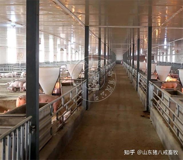进入猪场到底要经过几次消毒才安全? - 知乎