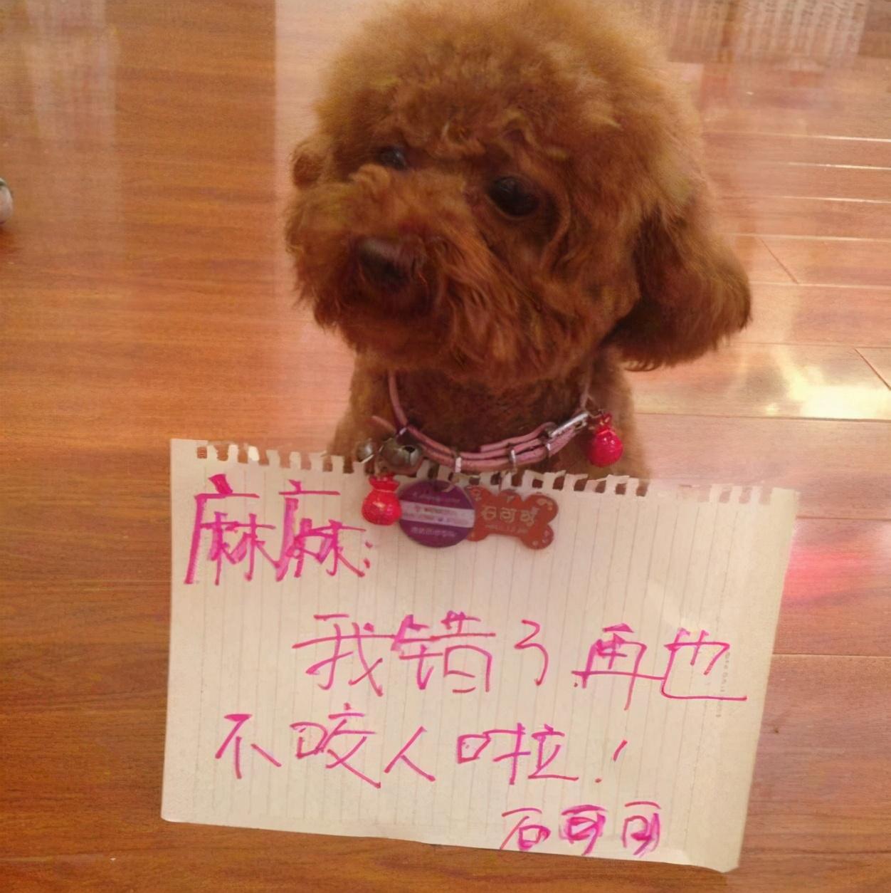 惩罚泰迪时这几个禁忌不能犯不然伤害很大