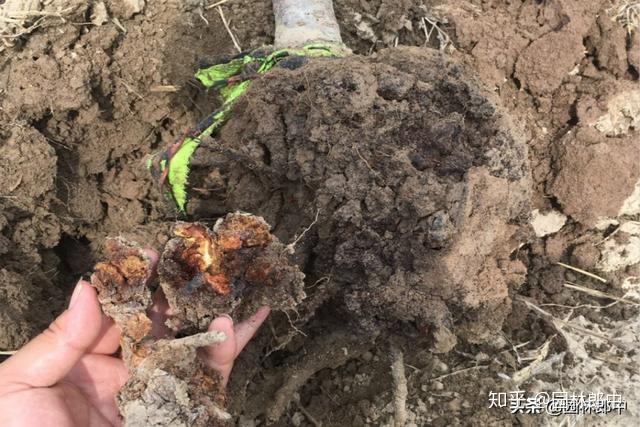 但是,说到让樱花树莫名其妙死亡的,一般情况下都是樱花根癌病