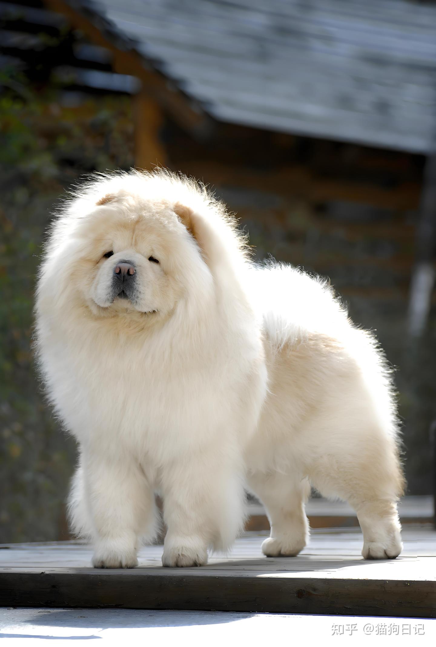 松狮犬吃什么牌子狗粮好?松狮犬狗粮有什么推荐? - 知乎