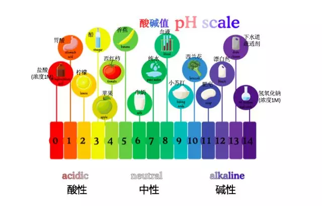 蓝莓汁里有一种"花青素"的酸碱指示剂:它在酸性的蓝莓汁里,显示出紫红