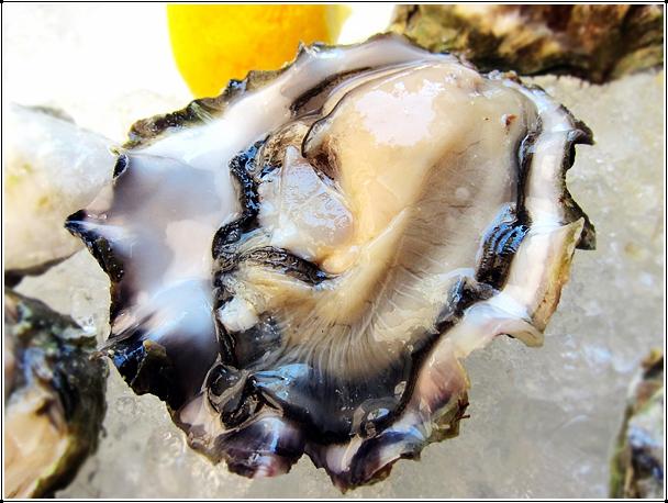 oysterworld帶您瞭解生蠔的保健價值