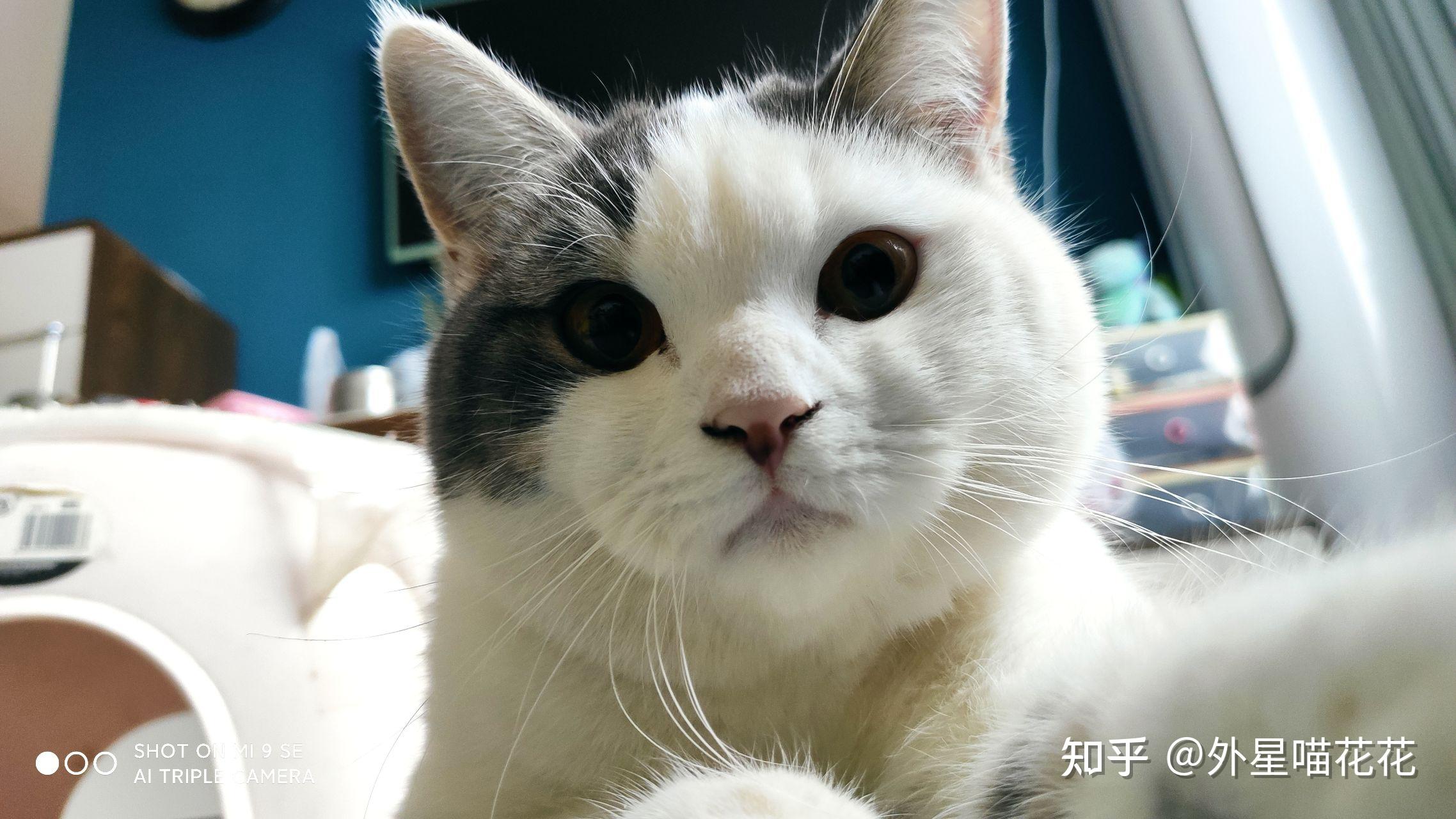 能看看你家猫咪的自拍照吗