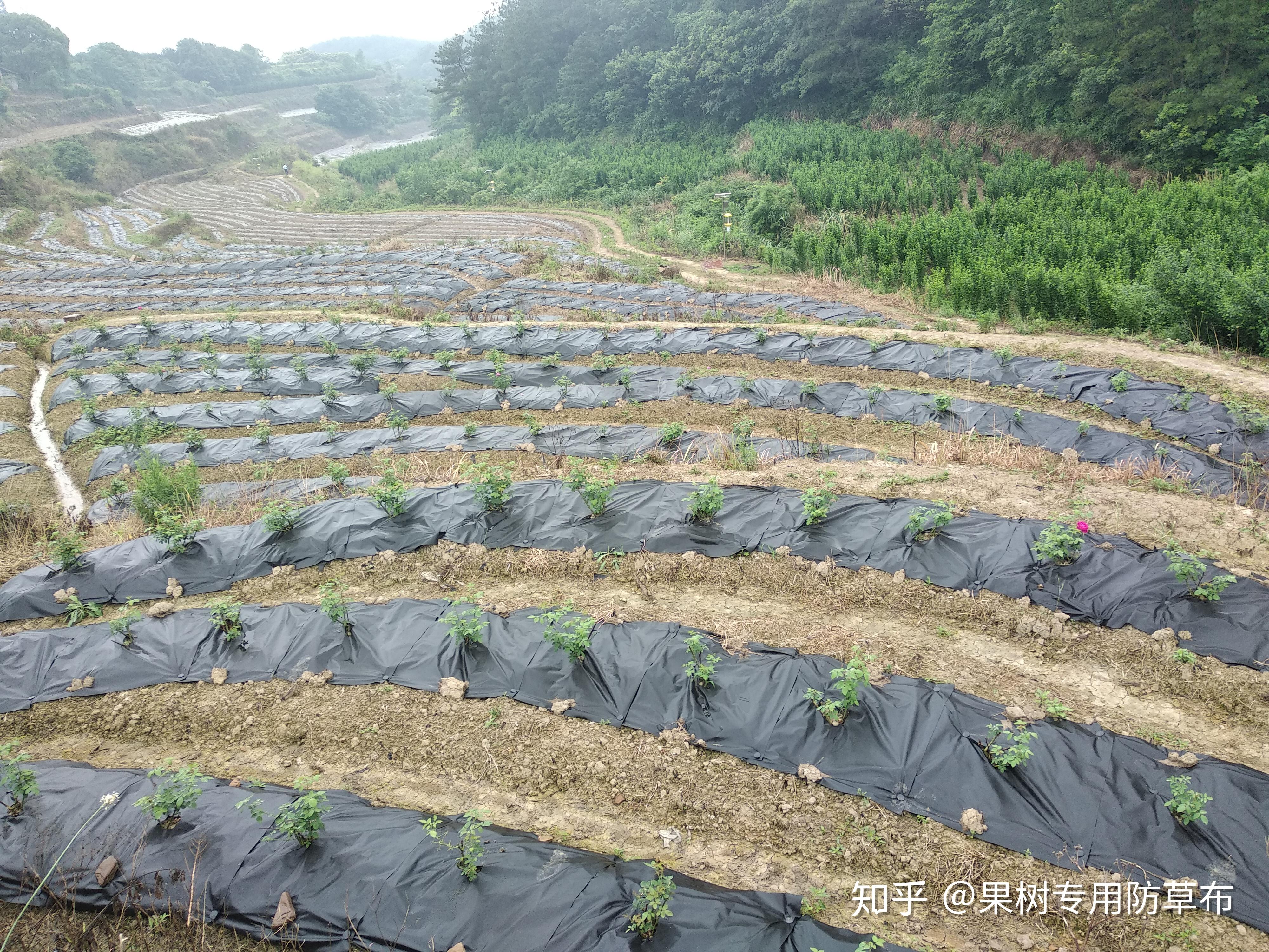 关于防草布亩成本