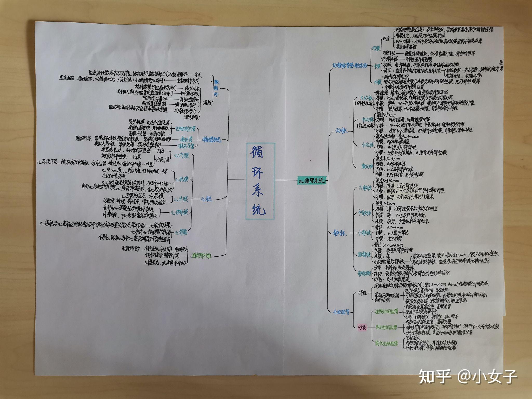 组胚软骨和骨思维导图图片