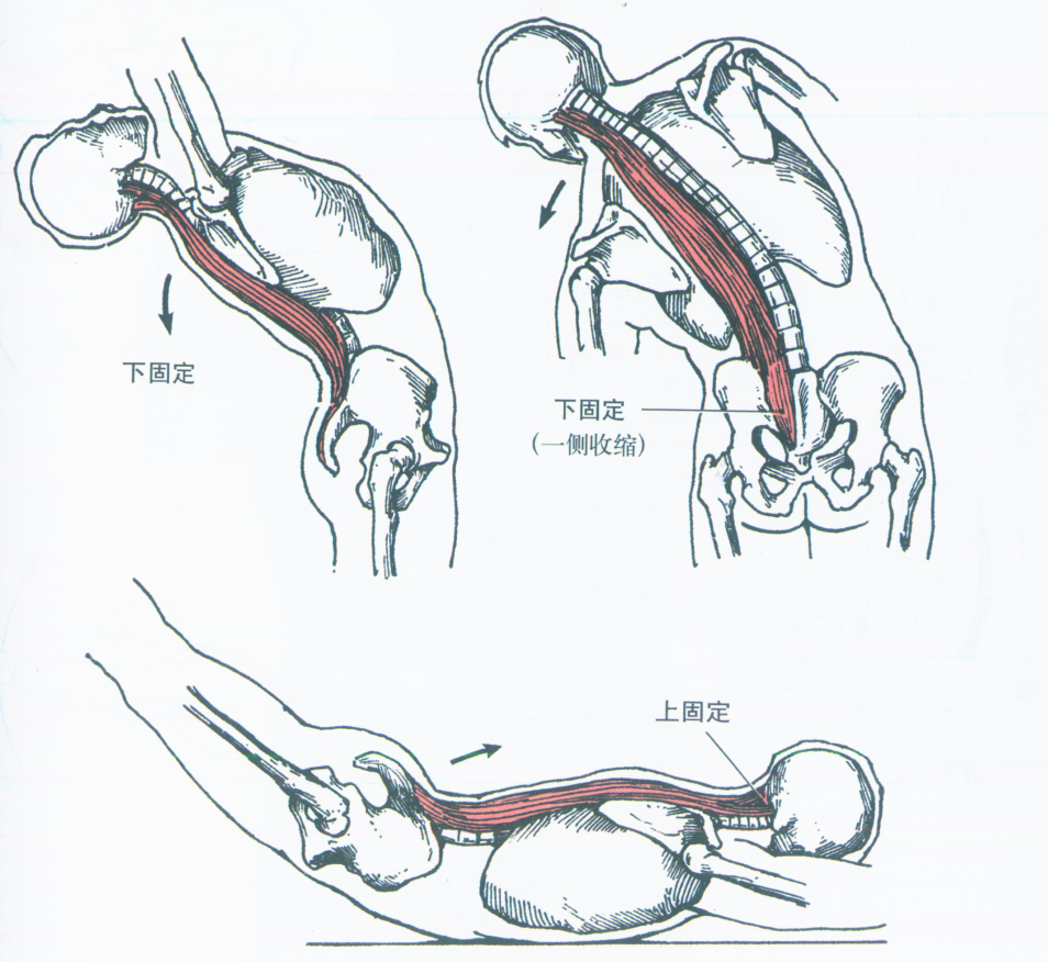 5,竖脊肌(erector spinae)