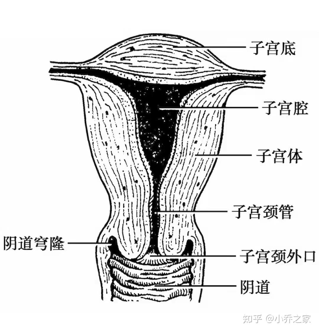 子宫,卵巢和乳腺等,结构和位置都很特殊,如:阴道比较短,又与尿道肛门