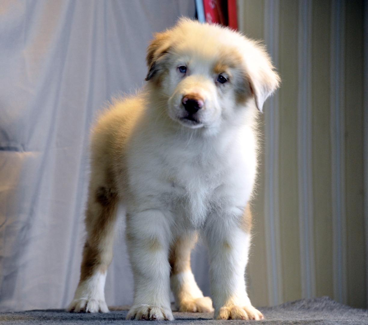 带你认识澳洲牧羊犬