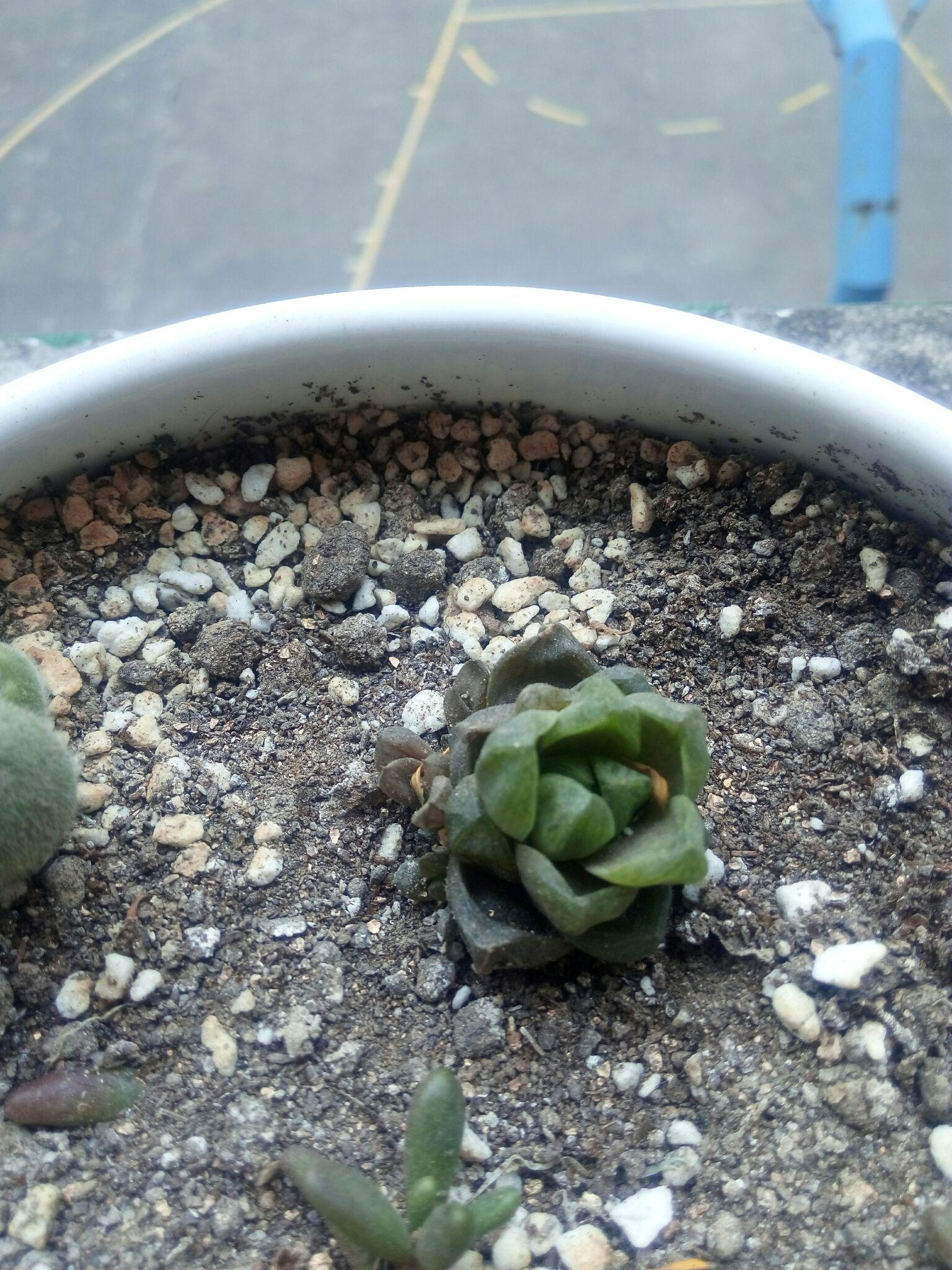 多肉枯萎原因求大神指教如何拯救