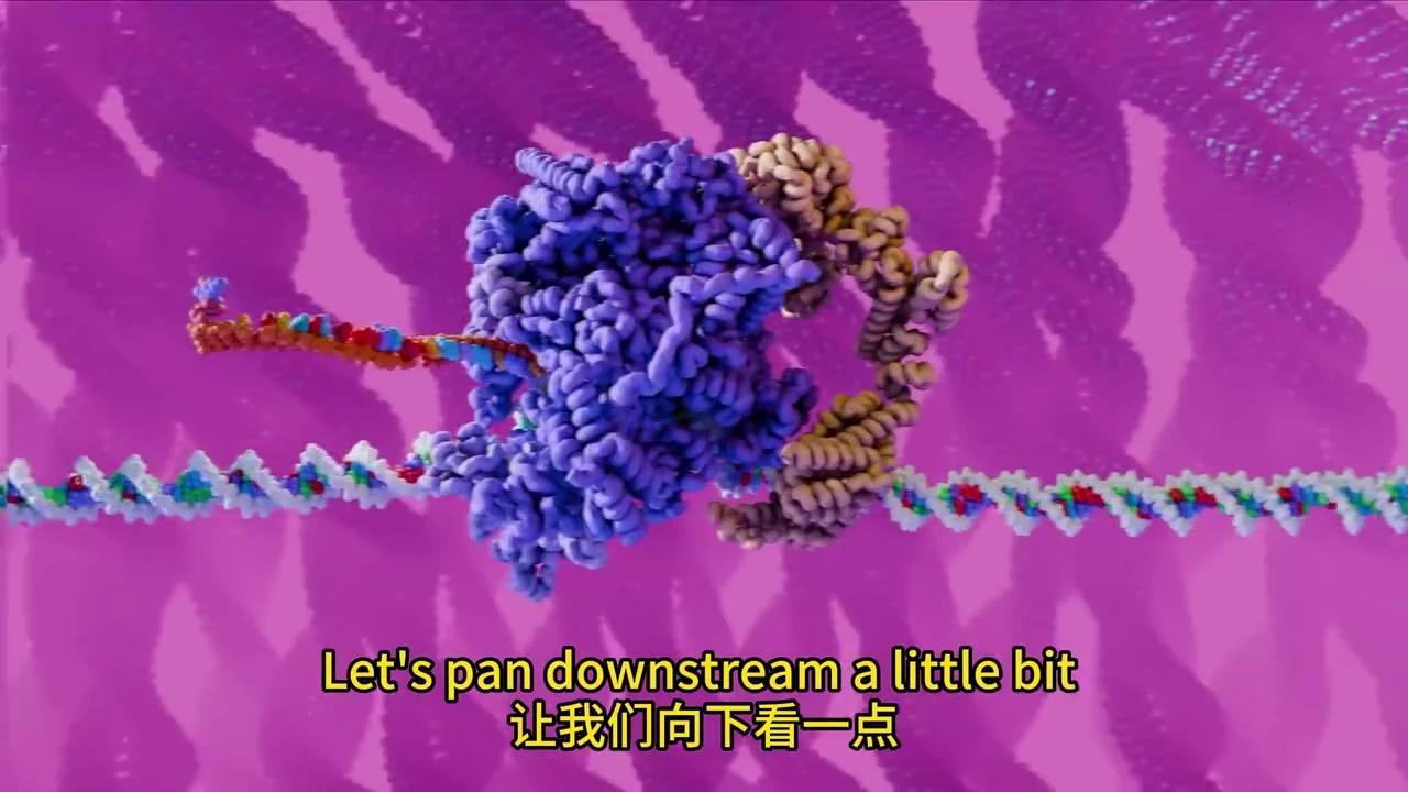 彻底解密DNA转录与mRNA剪接:动画揭秘生物学奥秘 - 知乎