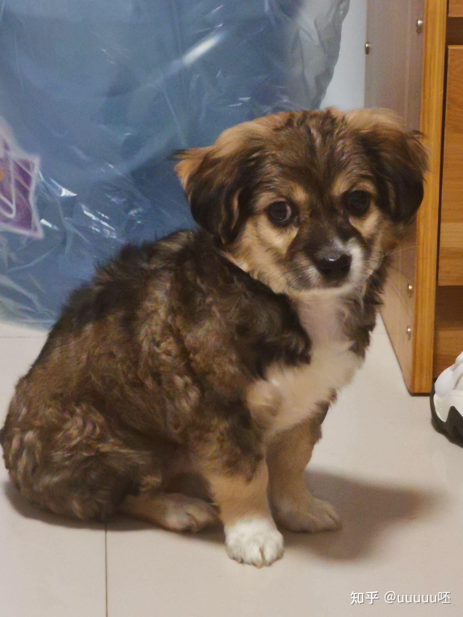 狗贩子说是边牧串种,可以鉴定的,觉得没必要,这么可爱的狗狗就算不是