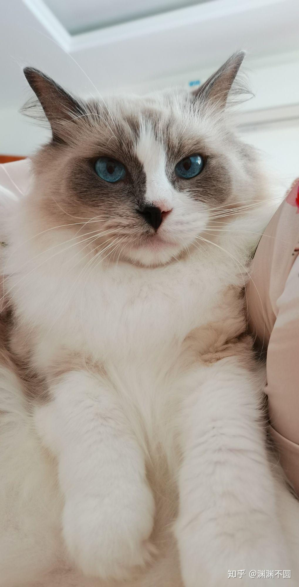 一半面具的布偶猫长大了长什么样