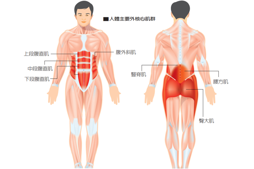 我看来,核心是涉及全身上下所有肌肉的一个系统,离腰腹部位越近的肌肉