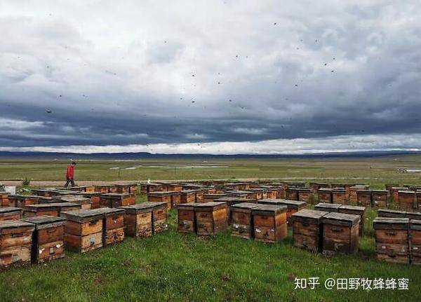 正宗蜂蜜是什么味道 蜂蜜的味道怎样才算正常 知乎