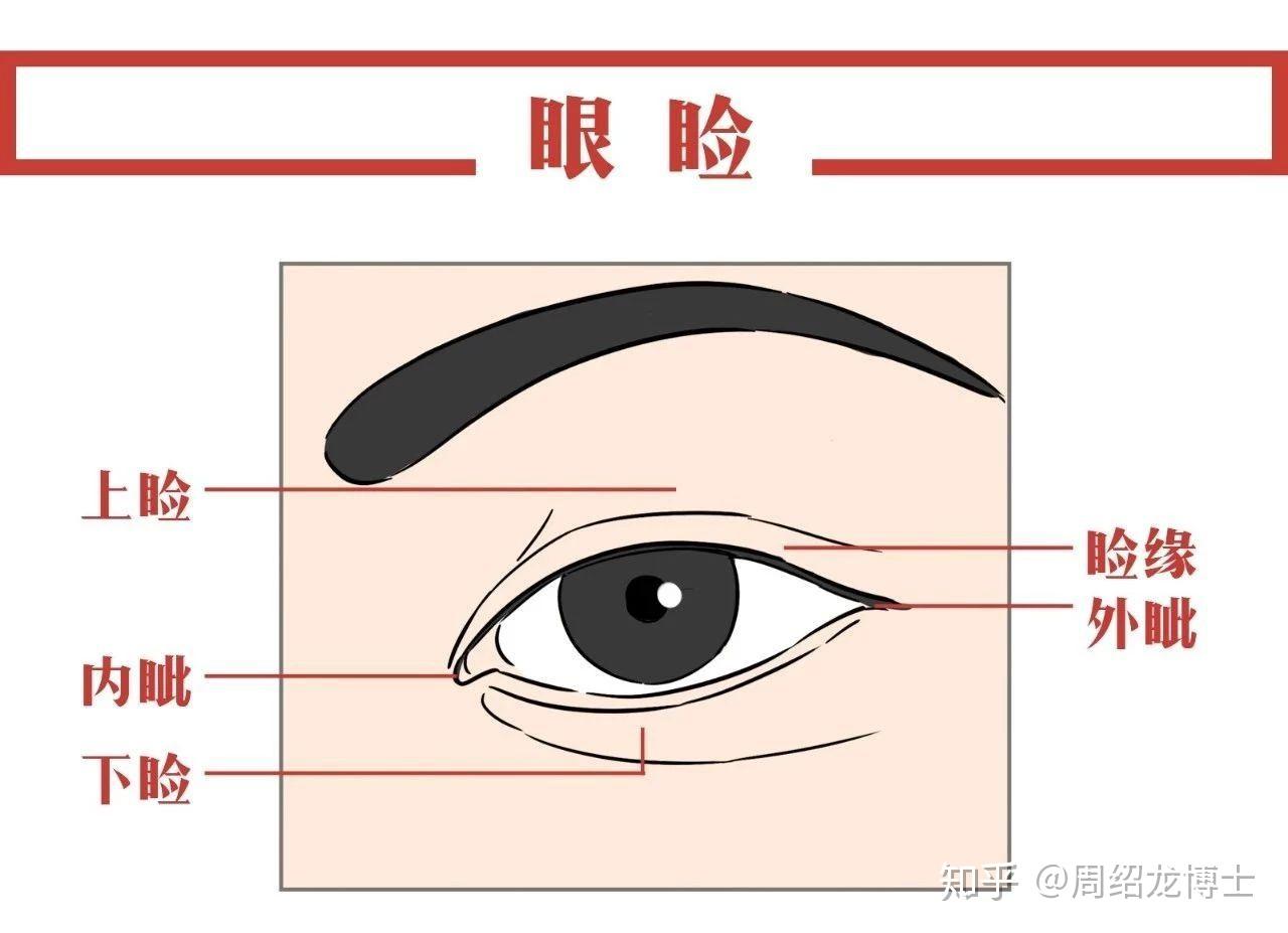 睑缘——上,下眼睑的边缘叫睑缘,就是我们长睫毛的部分.