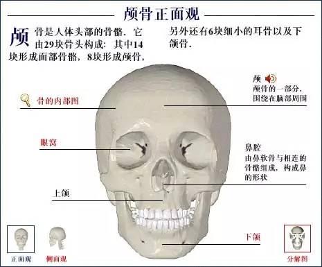 【收藏】肺部解剖图谱 - 知乎