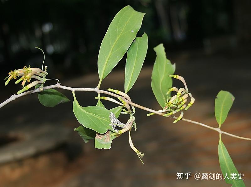 【植物界全系列】檀香目—桑寄生科(下):栗寄生 - 知乎