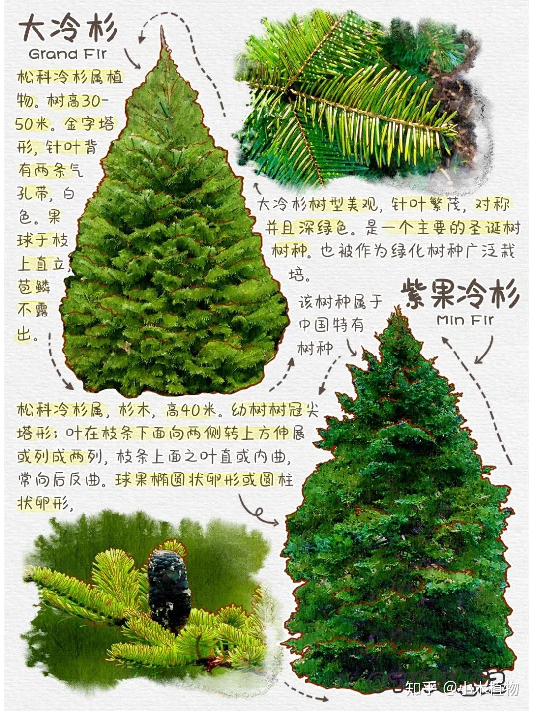 圣诞节里,用的圣诞树是哪些树的种类 - 知乎