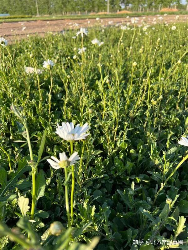 大滨菊简单介绍 - 知乎
