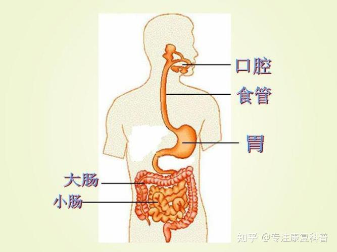 为什么有的人明明吃的很多却很瘦有的人正常进食却肥胖