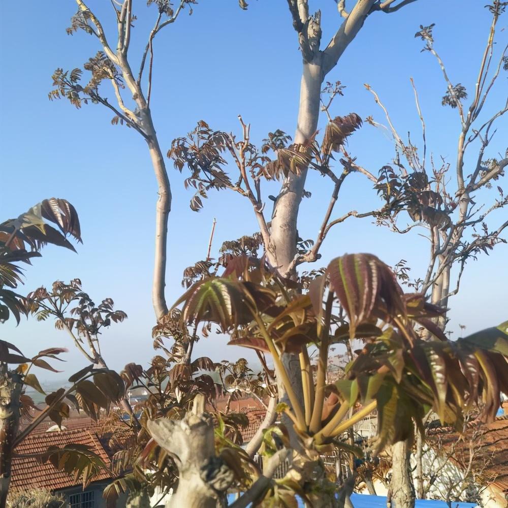 家里有香椿树好吗(香椿过房主人恐伤是真的吗)插图