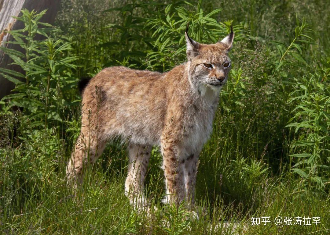 三角耳的狞猫,猛汉子的少女心 - 知乎