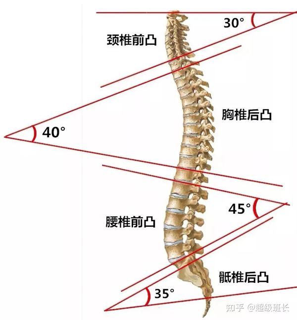 正常腰椎是直的还是弯的 什么原因导致腰椎生理曲度发生了改变 知乎