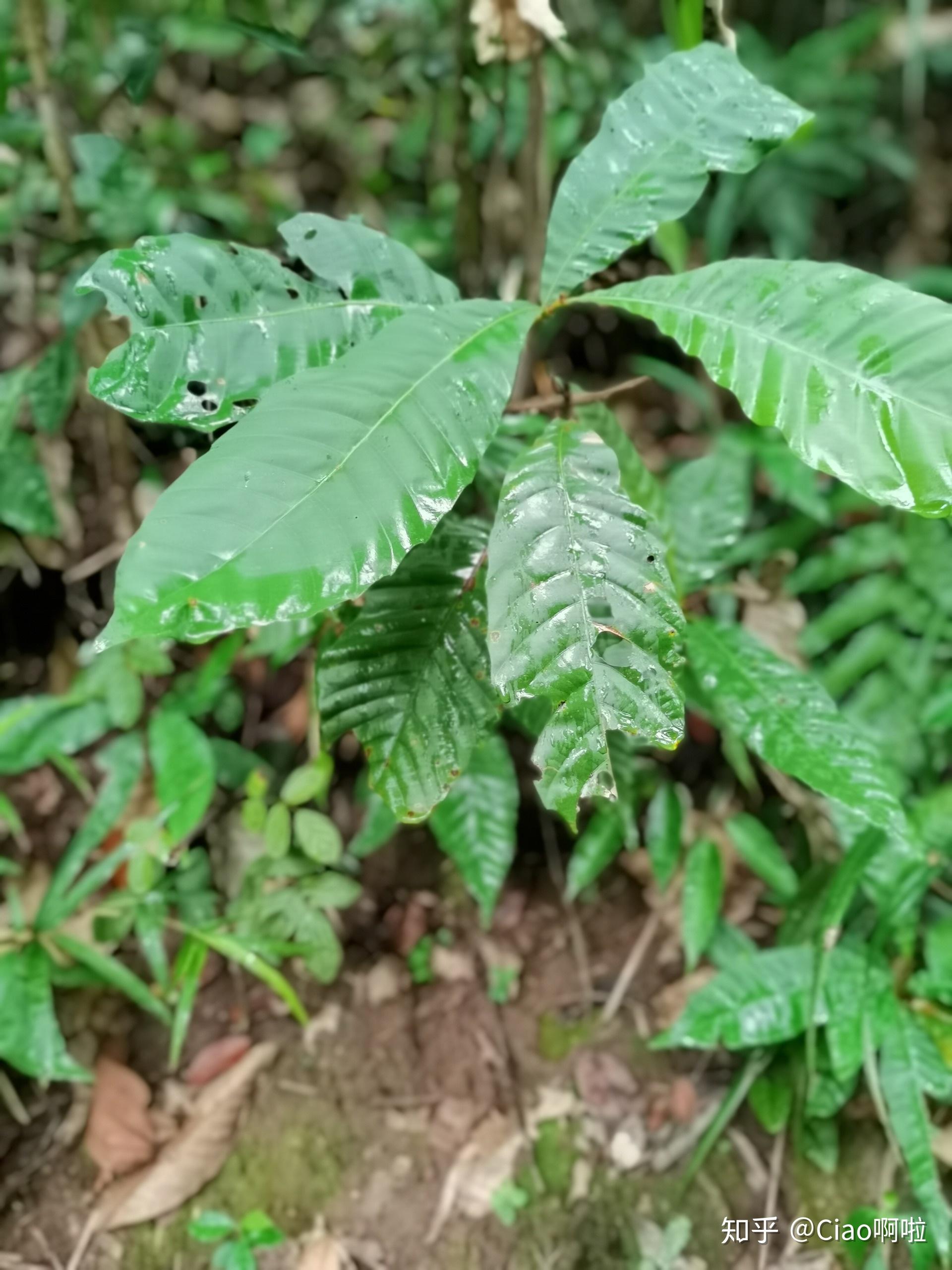 在叶子两面中间长着像针一样的皮刺,故而得名节节草芒萁圆叶小石积,只