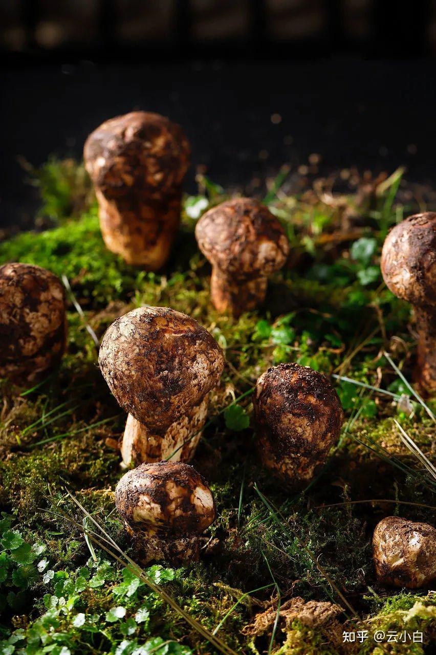 松茸为什么那么贵该怎么吃呢