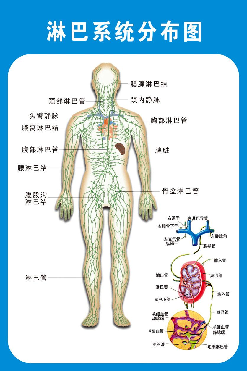 lymphatic system 是循环系统的一部分