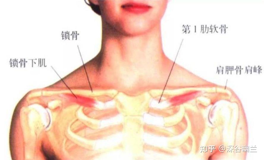左锁骨下方胸隐隐疼痛图片