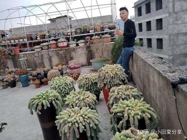 有网友问 多肉植物可以用细河沙 园土 颗粒石配的土壤养殖吗 知乎