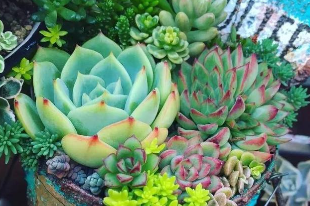多肉植物掉叶子的病因与解决方法 知乎 多肉植物掉叶子的病因与解决方法 知乎