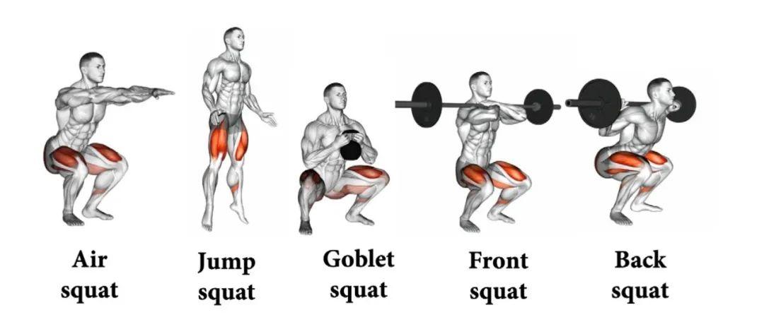 深蹲时使用的肌肉生物力学深度代偿一篇告诉你