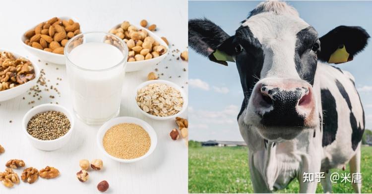 植物奶新趋势,低脂低碳水好处多,这款最适合「减重族」 - 知乎