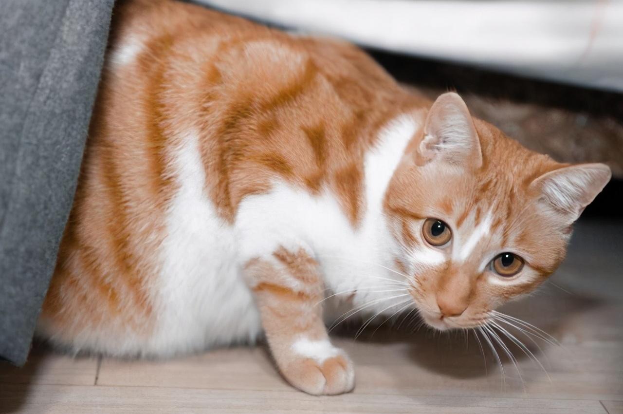 那些被喂得很胖很可爱的猫后来都怎么样了