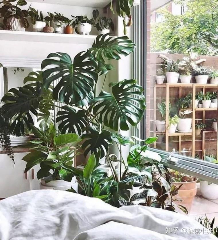 100种观叶植物 | No.5 龟背竹养护攻略 - 知乎