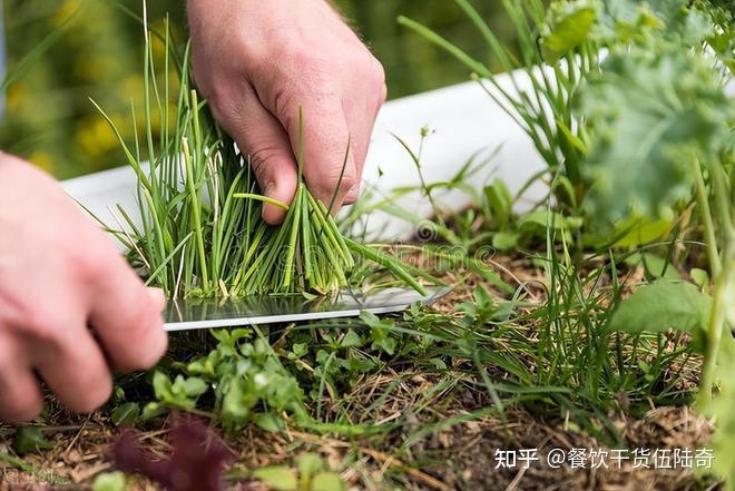 餐饮人创业如何避免被割韭菜? - 知乎