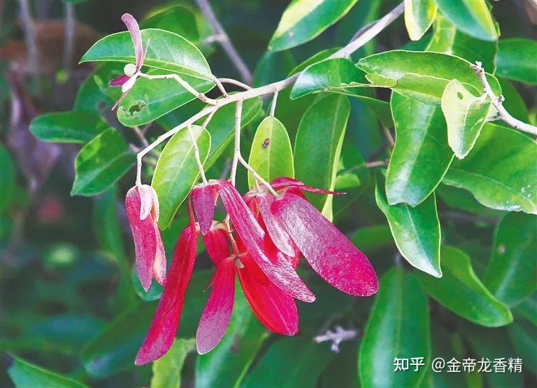 香精与香料(31)—龙脑 - 知乎