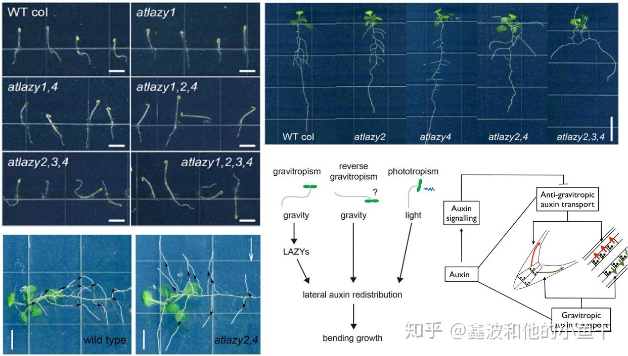 植物根系发育的分子调控 - 知乎