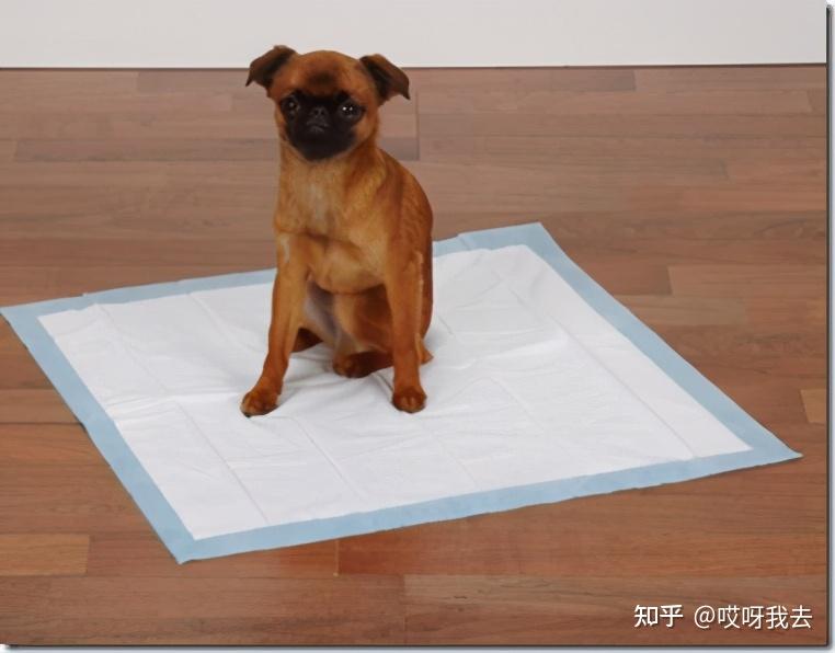 你可以没有狗狗厕所,但请你给它们准备隔尿垫,用过之后,你会发现,真的