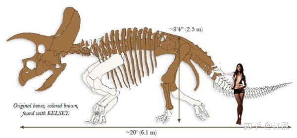 【博物馆探秘】揭秘博物馆中三角龙的身份!