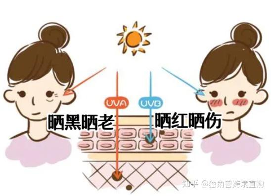 皮肤越白越容易晒伤,皮肤黑反而不会晒伤,这是什么原理? - 知乎