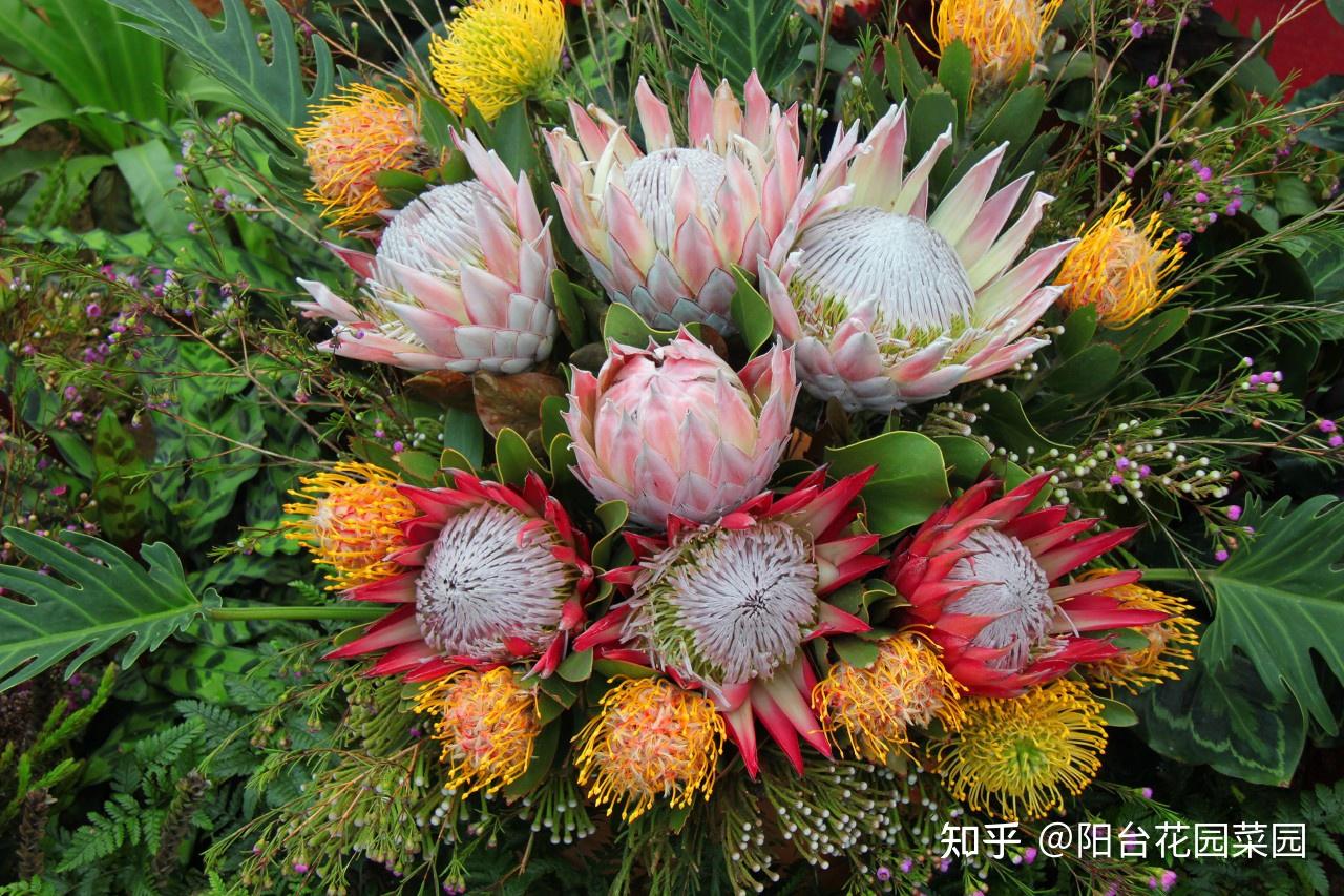 8种“贵族花”,实在太奢侈,动辄上千元,家里有矿才敢买(贵族服饰花纹)