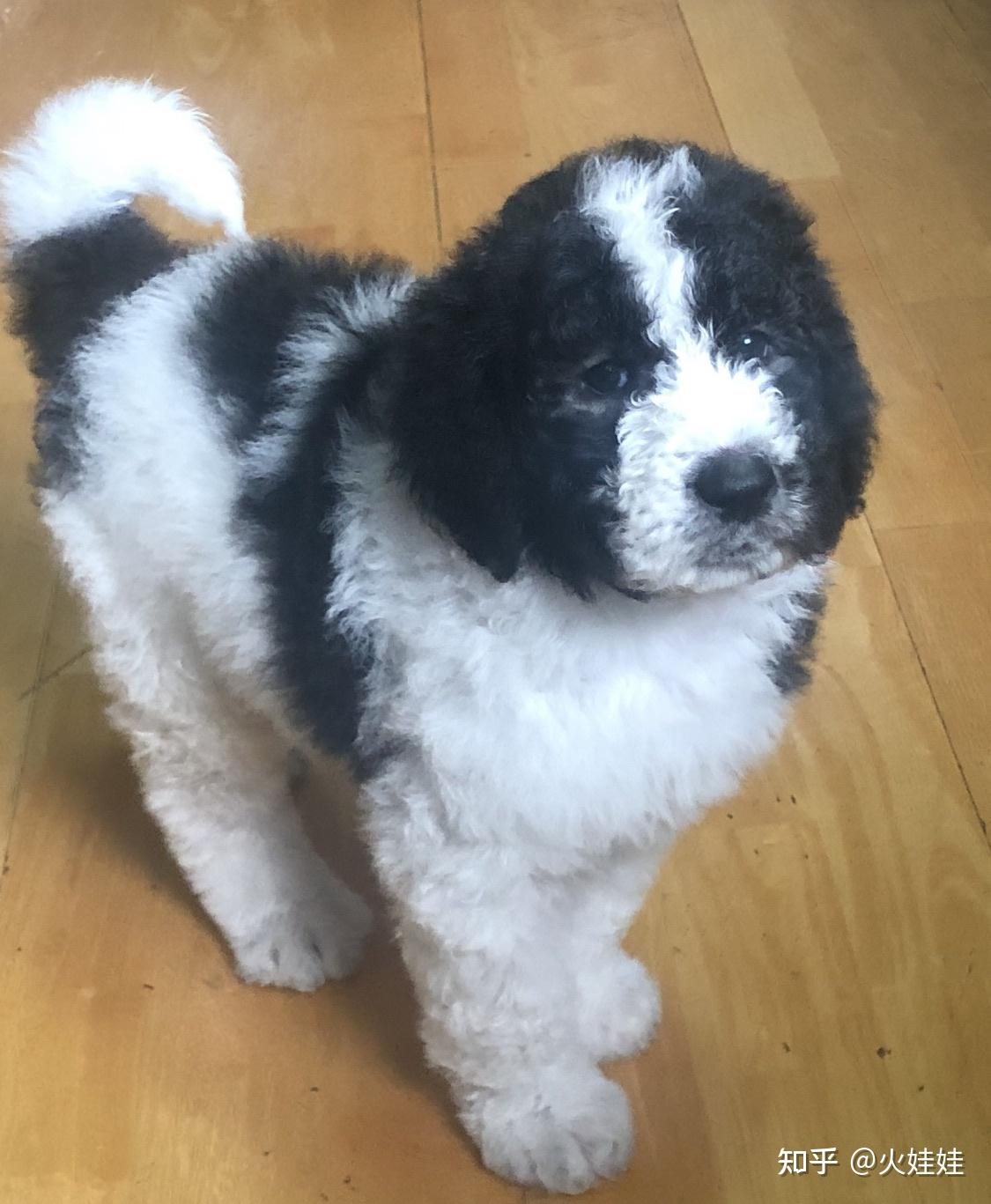 终于门牙冒出来了花贵还是边牧巨贵串