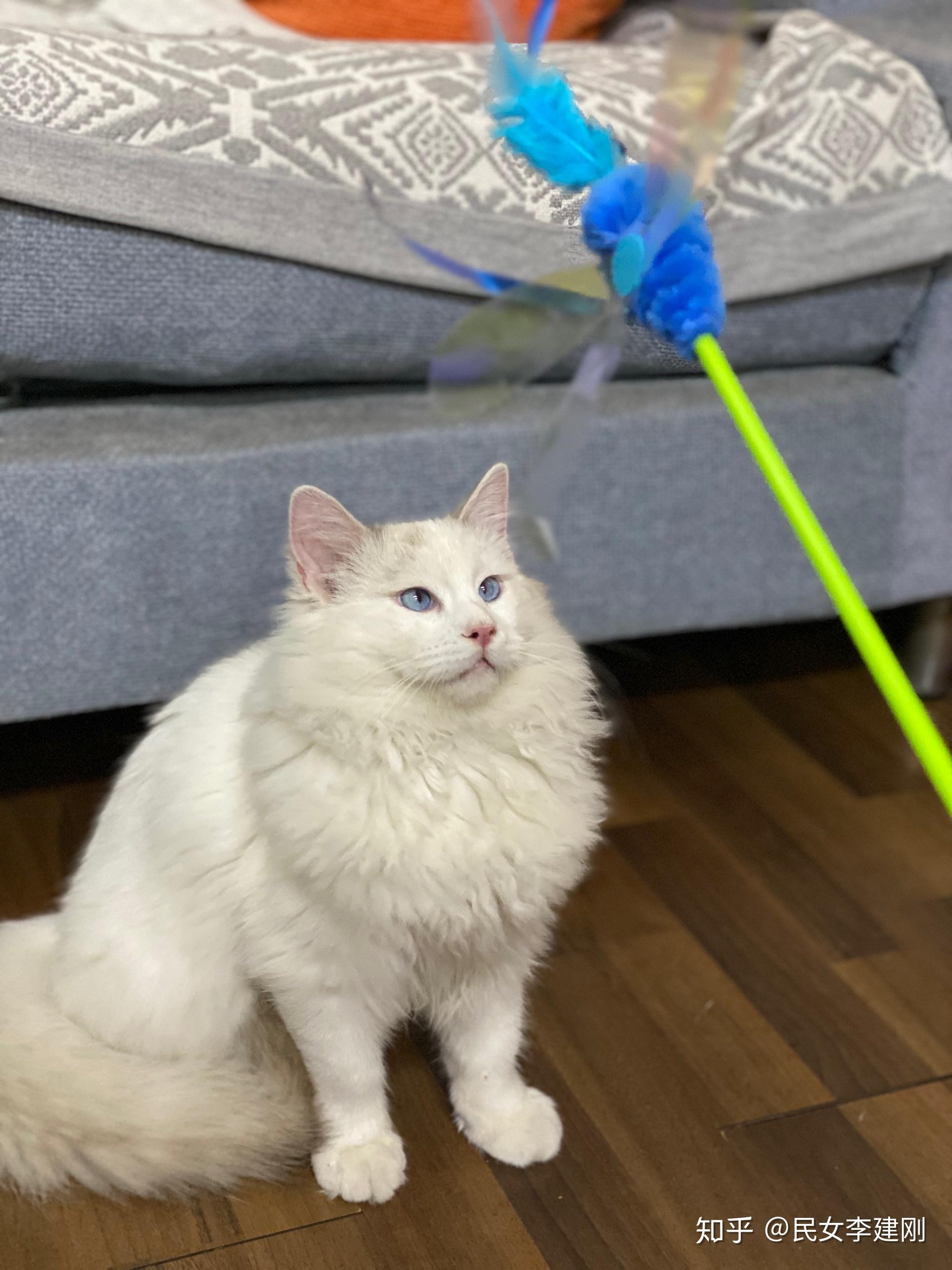 帮忙鉴定下是不是假布偶猫谢谢