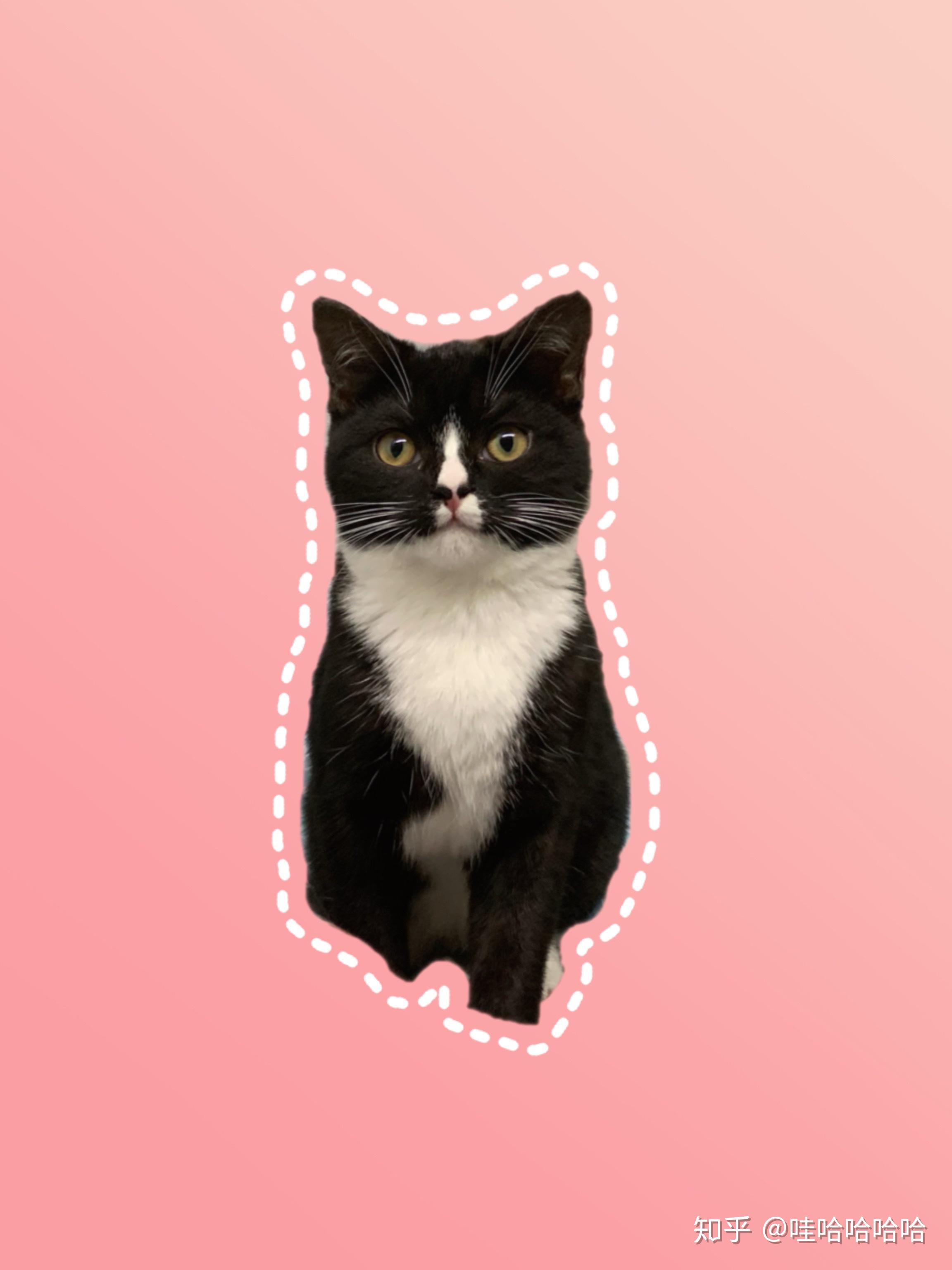 请问美短有这样的黑白颜色吗 ?