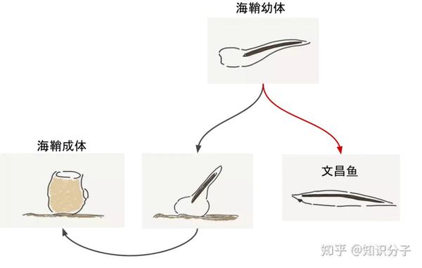 网红实验明星墨西哥美西螈变态或不变态的一生