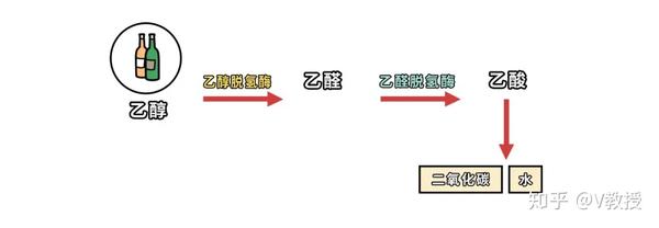 com 首先,乙醇脱氢酶(adh)将酒精分解为乙醛,乙醛脱氢酶(aldh)再将
